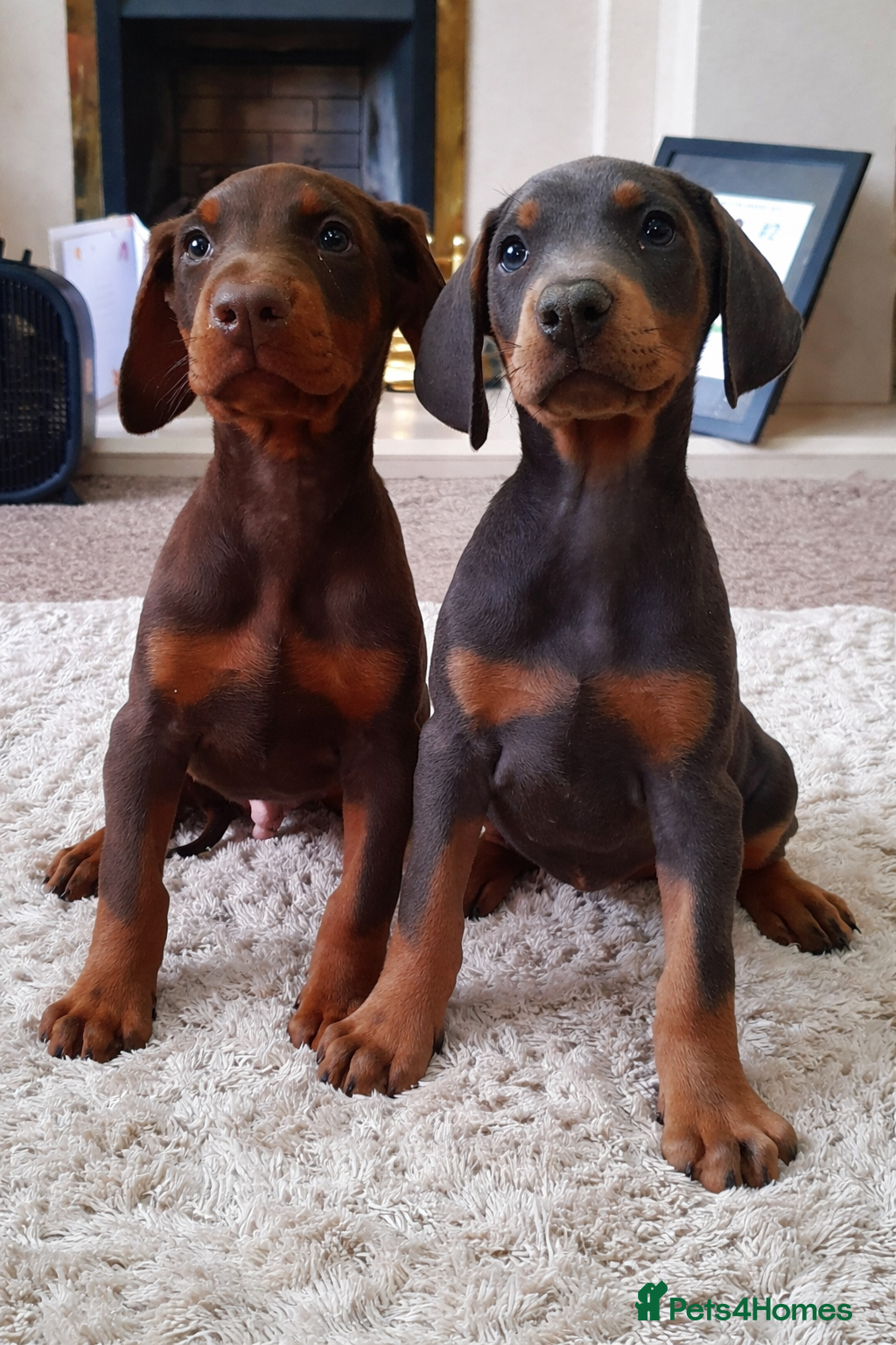 Dobermann dogs *READY THIS WEEK* Elite European Doberman Puppies  - Advert 12