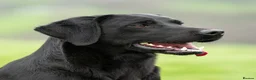 Labrador Retriever dogs for sale: KC reg, DNA tested working Labrador puppies in Wrexham - Advert 8