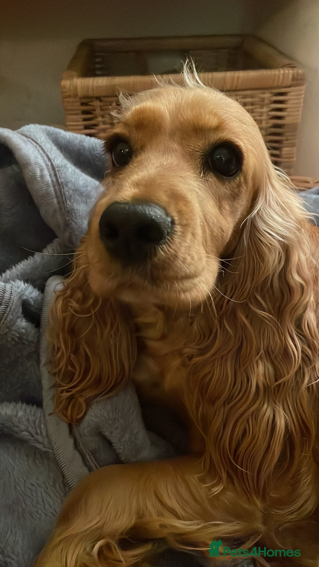 Cocker Spaniel dogs for sale: Cocker Spaniel Bitch - Golden Inside & Out - Advert 2