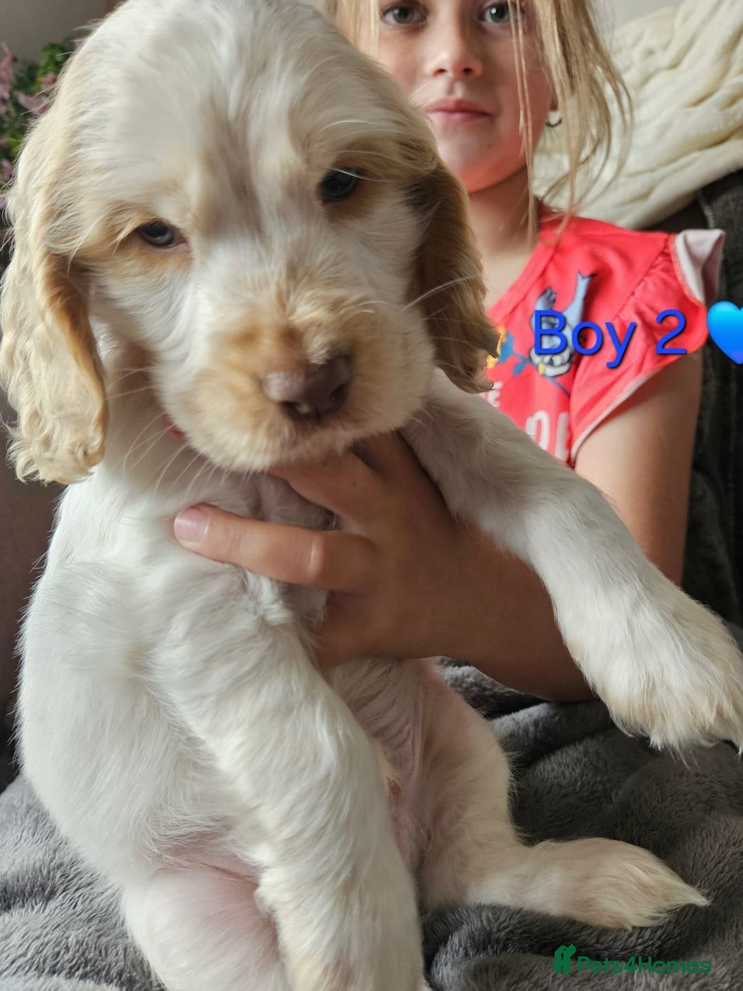Cocker Spaniel dogs for sale: Stunning Show Cocker Spaniels - Image 12