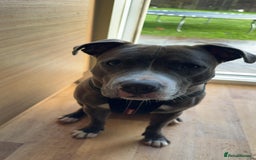 Staffordshire Bull Terrier dogs for sale: Blue Staffordshire bull terrier  - Image 15
