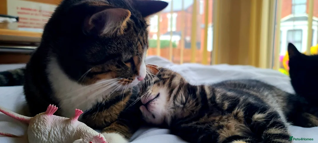 Bengal cats for sale: Kittens  - Advert 6