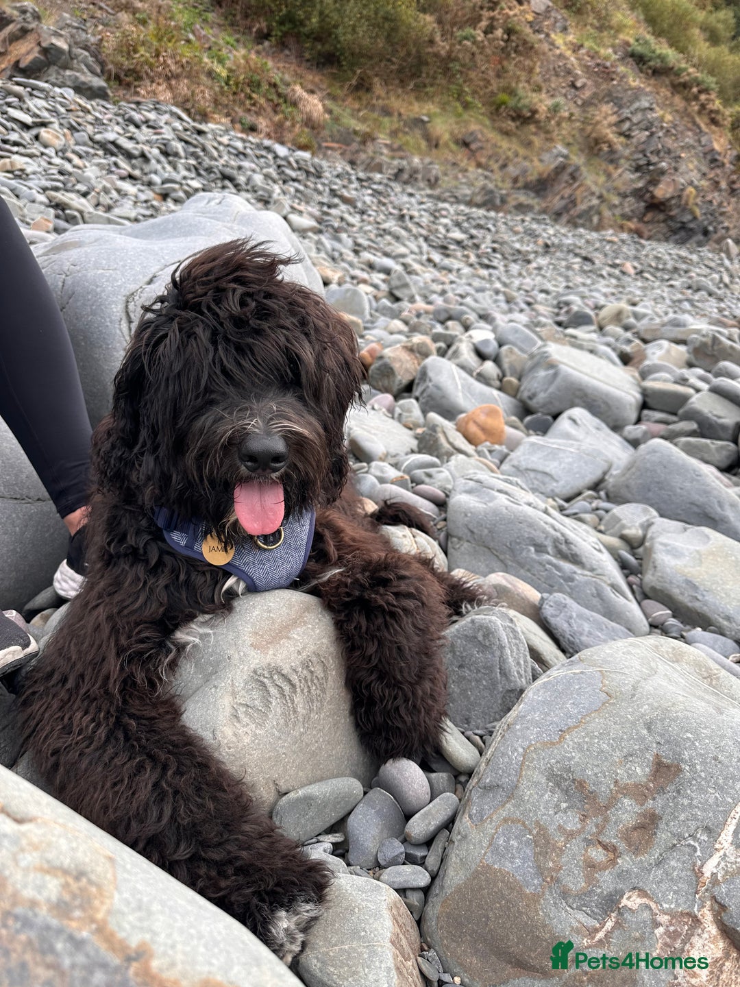 Bernedoodle dogs for sale: Jamie - Image 8
