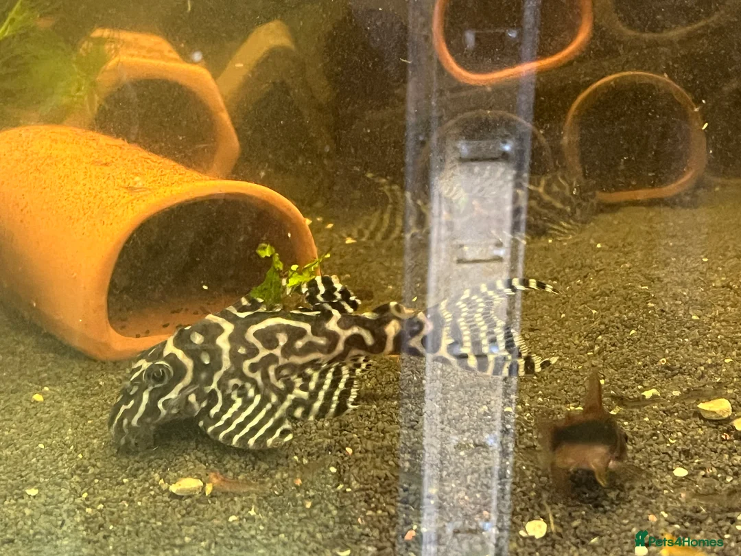 Plecos fish for sale: L236rb. Cracked Zebra Plecos.  - Advert 3