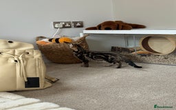 Bengal cats for sale: Bengal X Maine Coon - Image 5