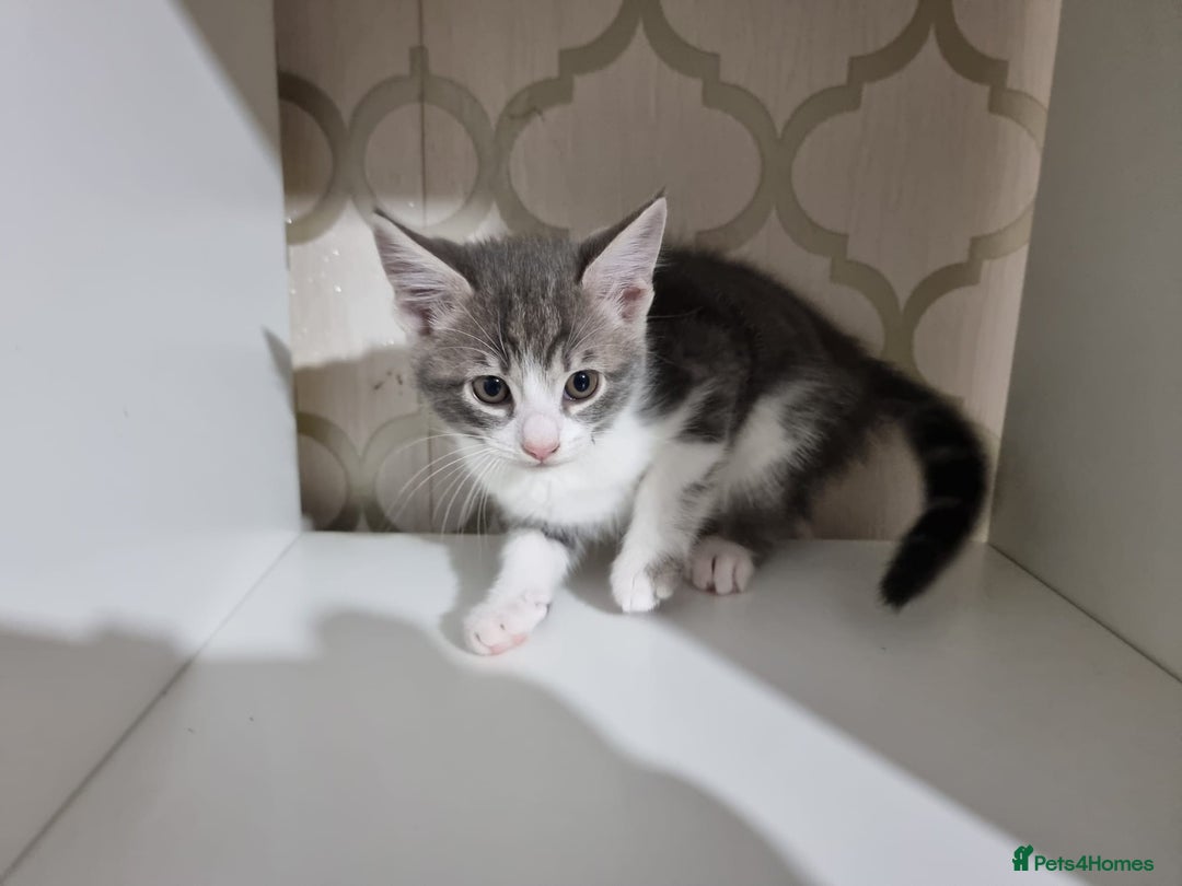 Domestic Shorthair cats for sale: 5 Beautiful Kittens Looking for Forever Homes - Image 11