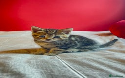 Domestic Shorthair cats for sale: 4 tabby kittens and 1 tuxedo kitten for sale! - Image 5