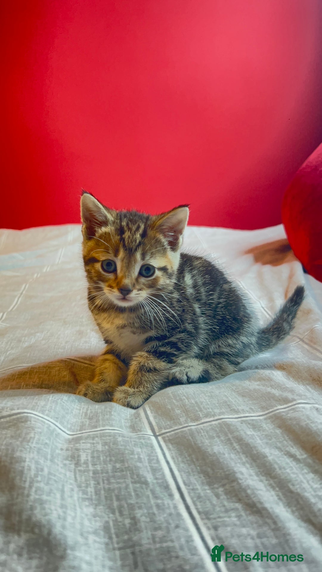 Domestic Shorthair cats for sale: 4 tabby kittens and 1 tuxedo kitten for sale! - Image 5
