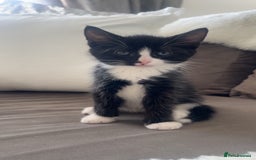 American Shorthair cats for sale: American short haired cross Norwegian forest cat - Image 15