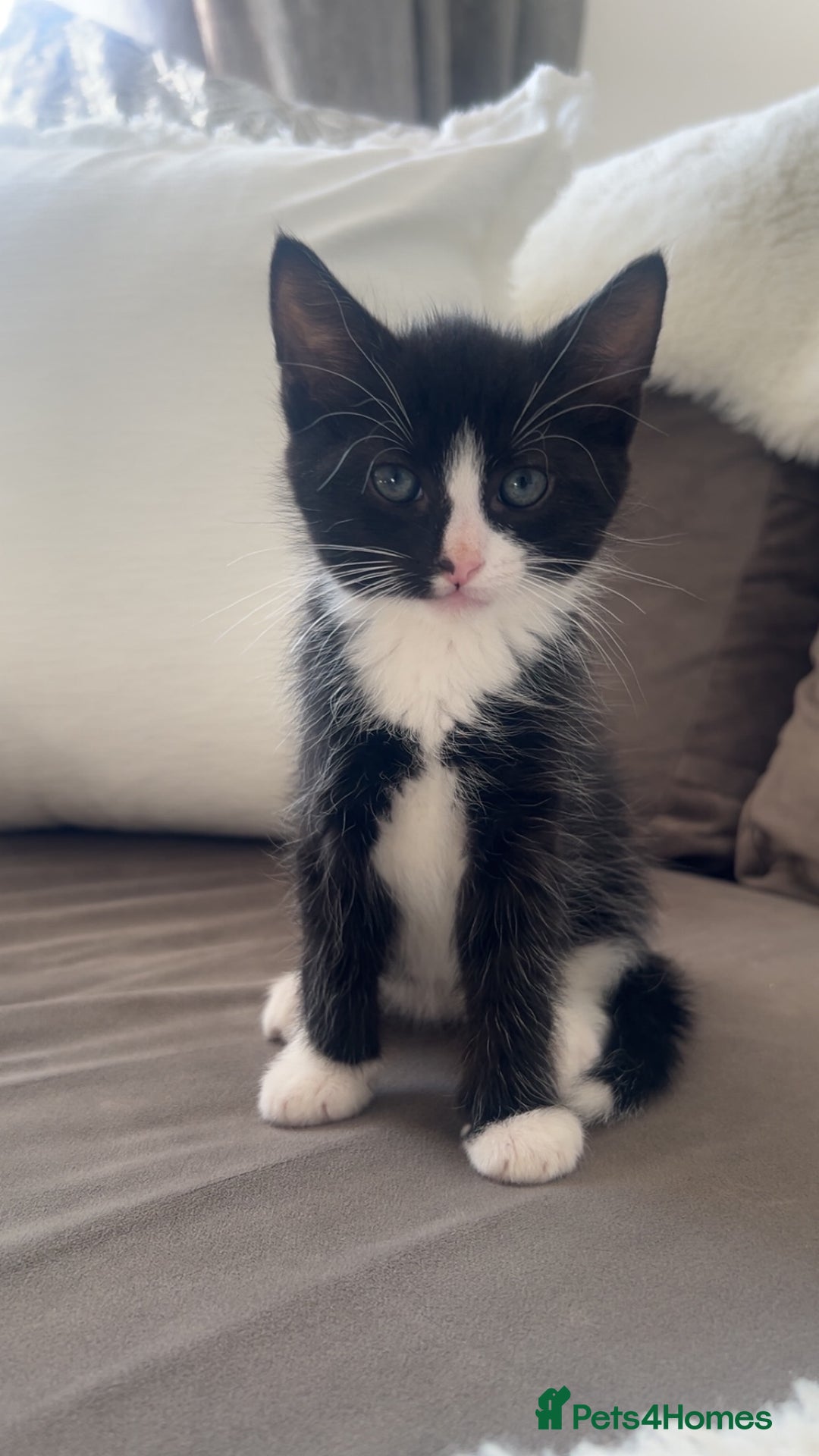 American Shorthair cats for sale: American short haired cross Norwegian forest cat - Image 15
