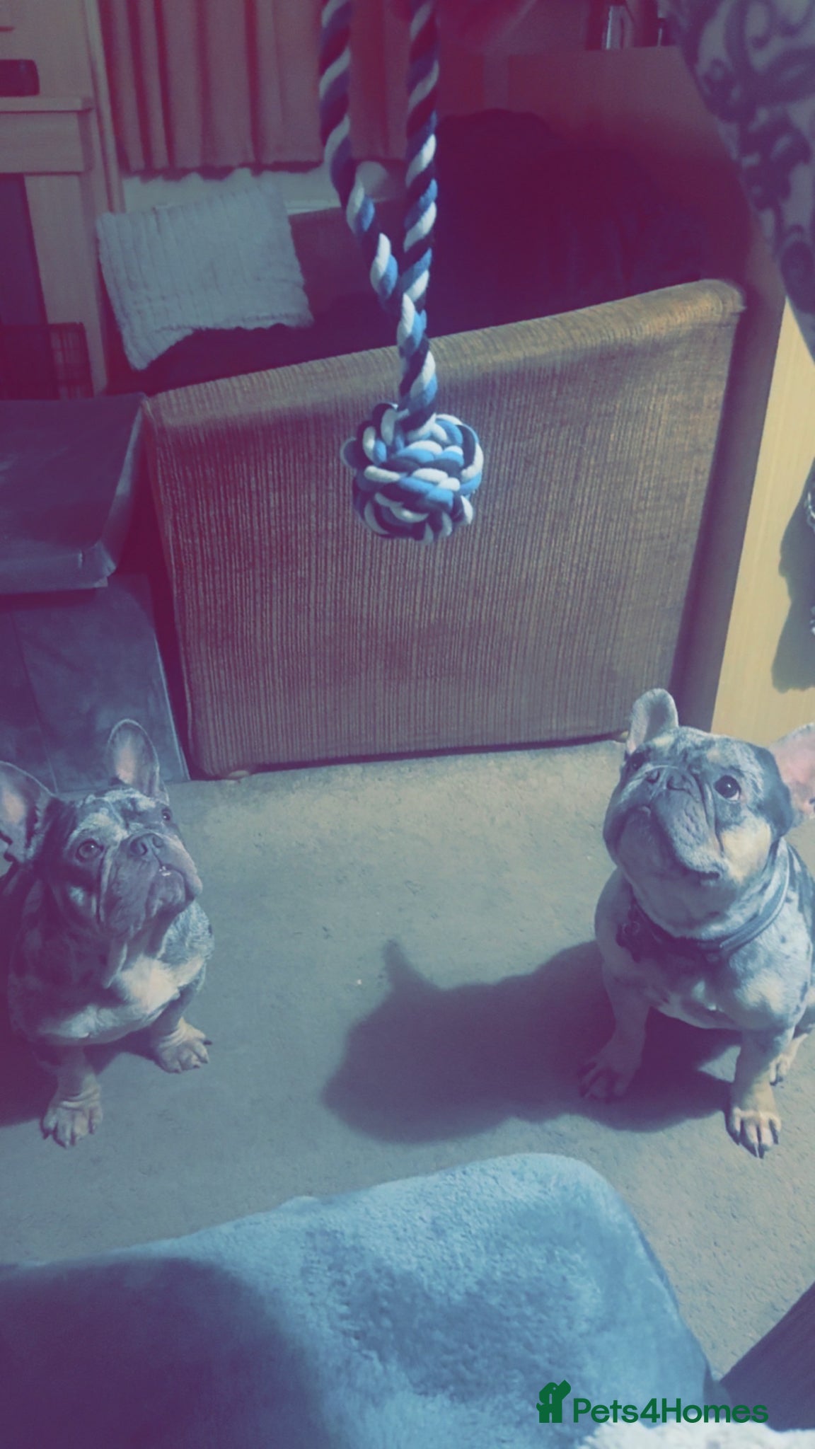 French Bulldog dogs Female Merle French bulldog  - Advert 9