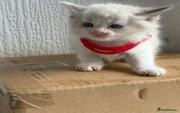 Ragdoll cats for sale: 💗 Our princess belle had 5 new kittens 💗 - Image 1
