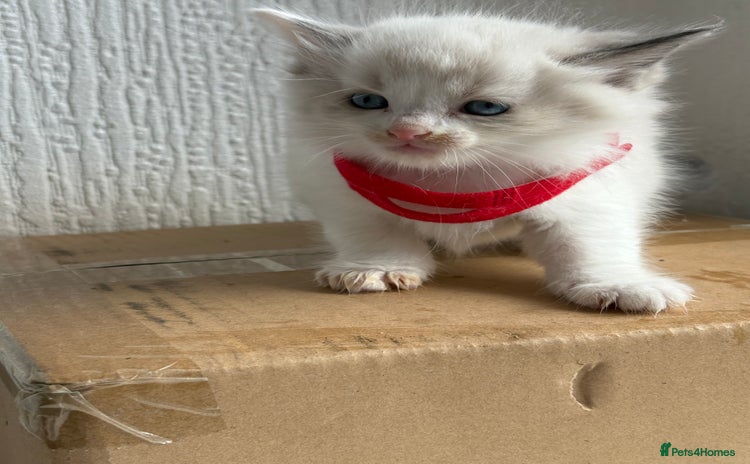 Ragdoll cats - Advert 4