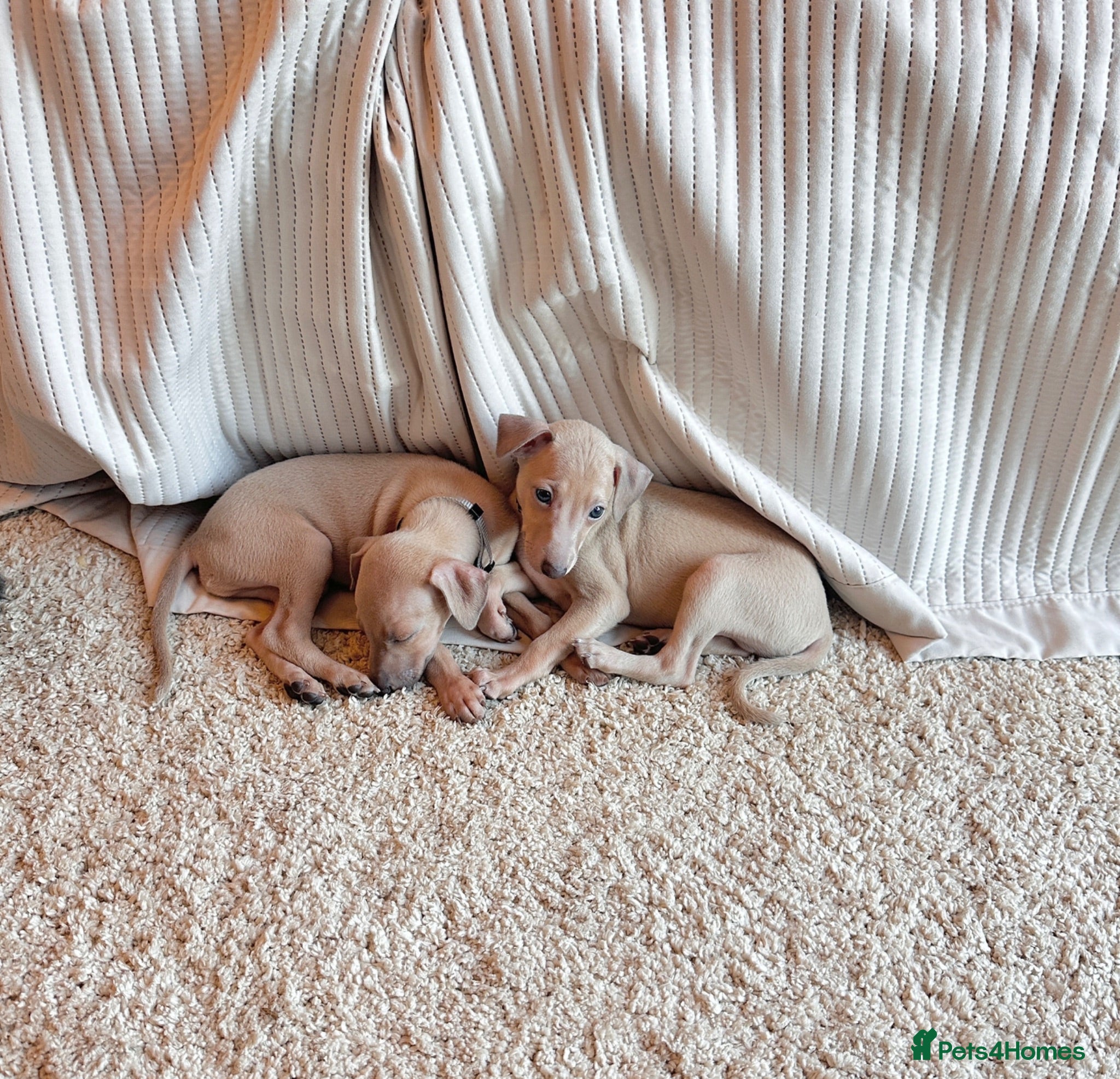 Italian Greyhound dogs KC Italian greyhounds - Advert 2
