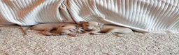 Italian Greyhound dogs for sale: Exceptional KC registered health tested  - Advert 12