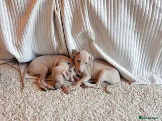 Italian Greyhound dogs KC Italian greyhounds - Advert 2