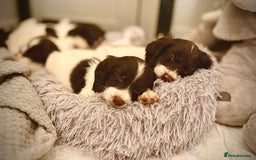 Cocker Spaniel dogs for sale: Cocker spaniel puppies ready for forever home - Advert 26