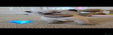 Ragdoll 1 - Crumpet 