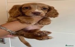 Cocker Spaniel dogs for sale: 2 female purebred cocker spaniels - Image 2