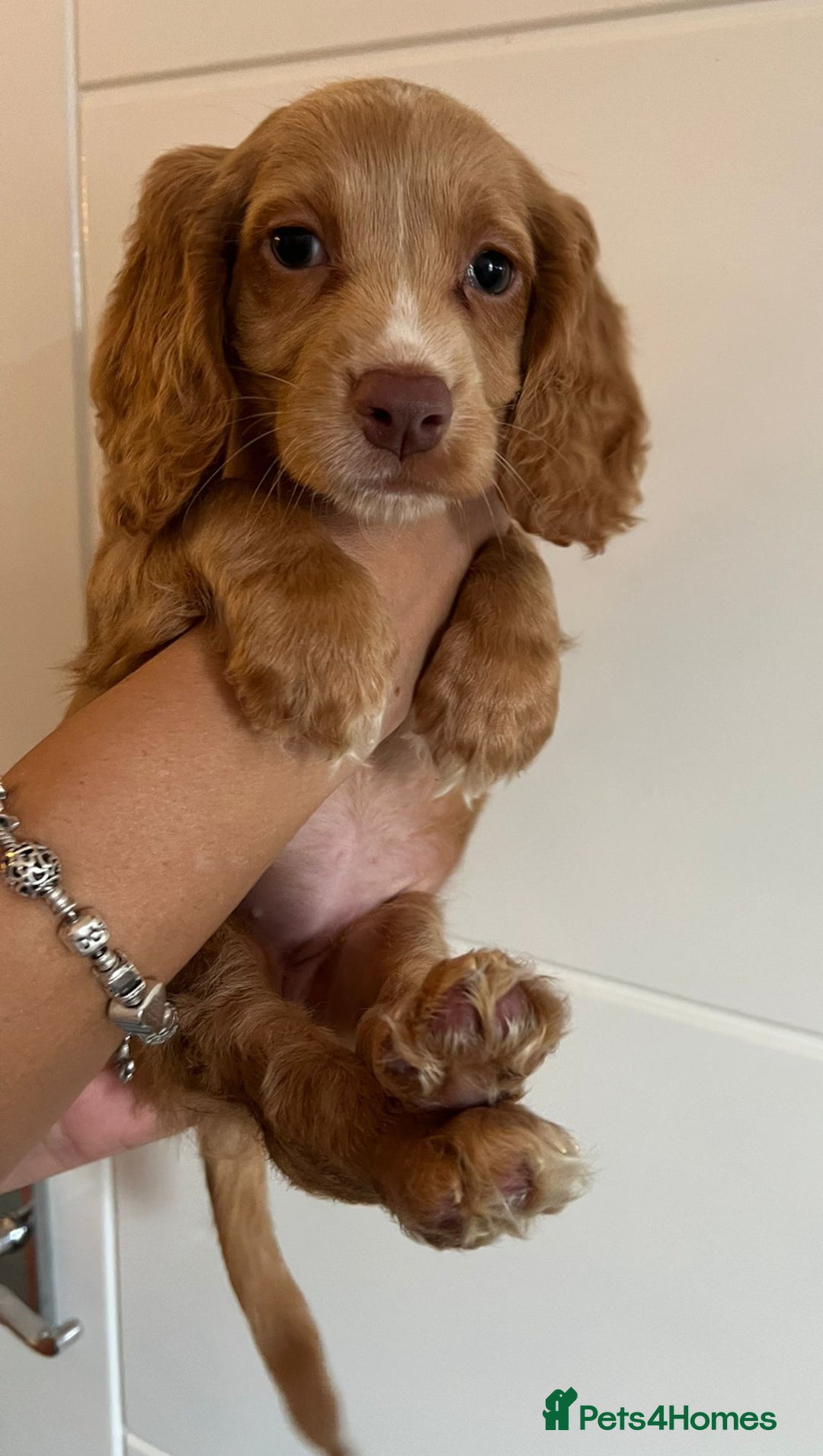 Cocker Spaniel dogs for sale: 2 female purebred cocker spaniels - Image 2