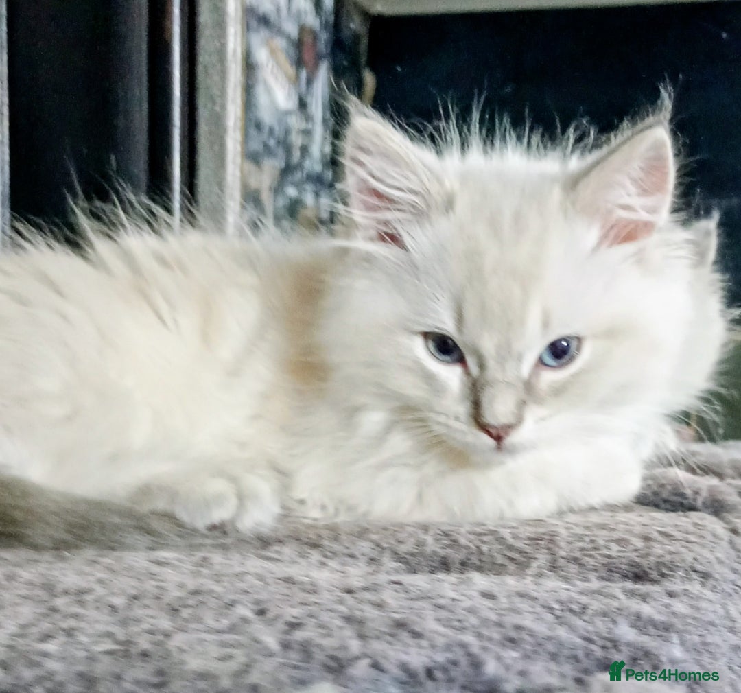Ragdoll cats for sale: Beautiful full ragdoll kittens £695 - Advert 8