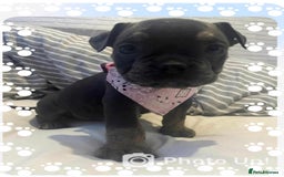 Olde English Bulldogge dogs for sale: Old English bulldog females - Image 2