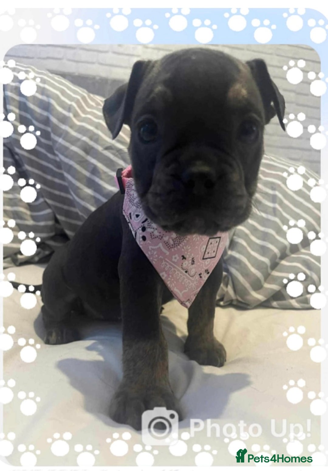 Olde English Bulldogge dogs for sale: Old English bulldog females - Image 2