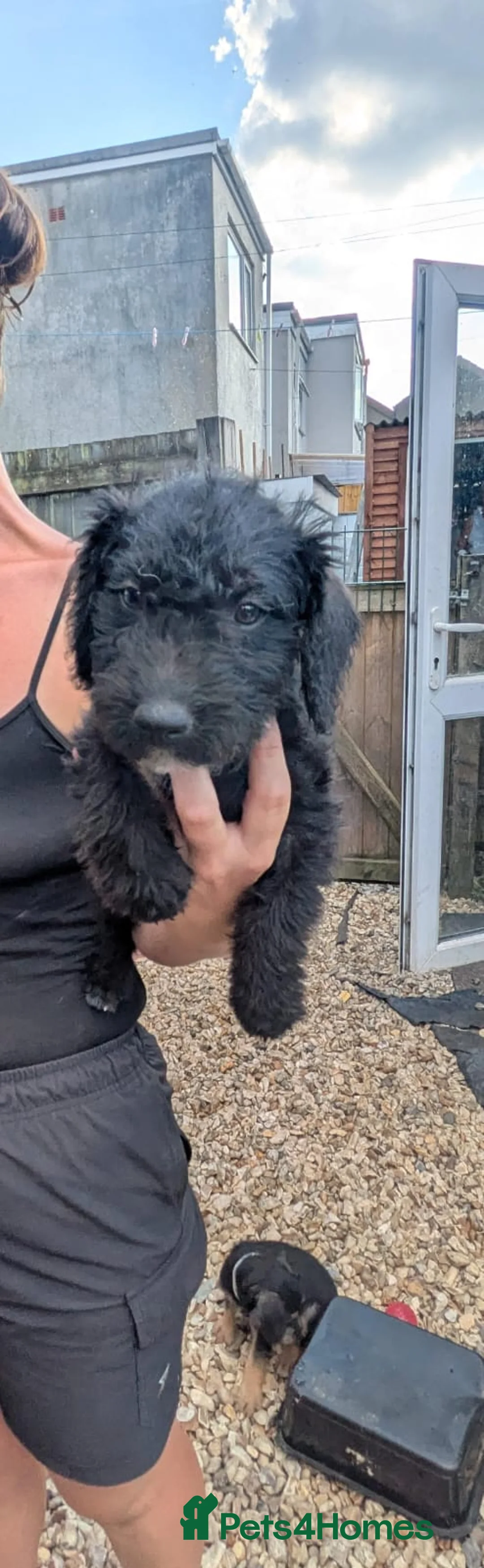 Mixed Breed dogs for sale: Bedllington/Lakeland  in Swansea - Advert 2