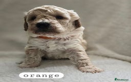 Toy Poodle dogs for sale: BEAUTIFUL TOY POODLES - Image 12