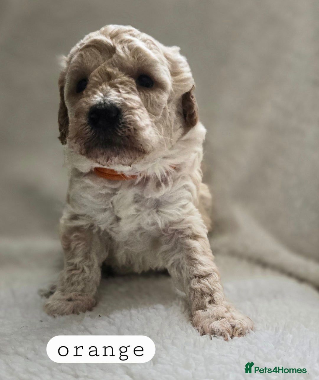 Toy Poodle dogs for sale: BEAUTIFUL TOY POODLES - Image 12