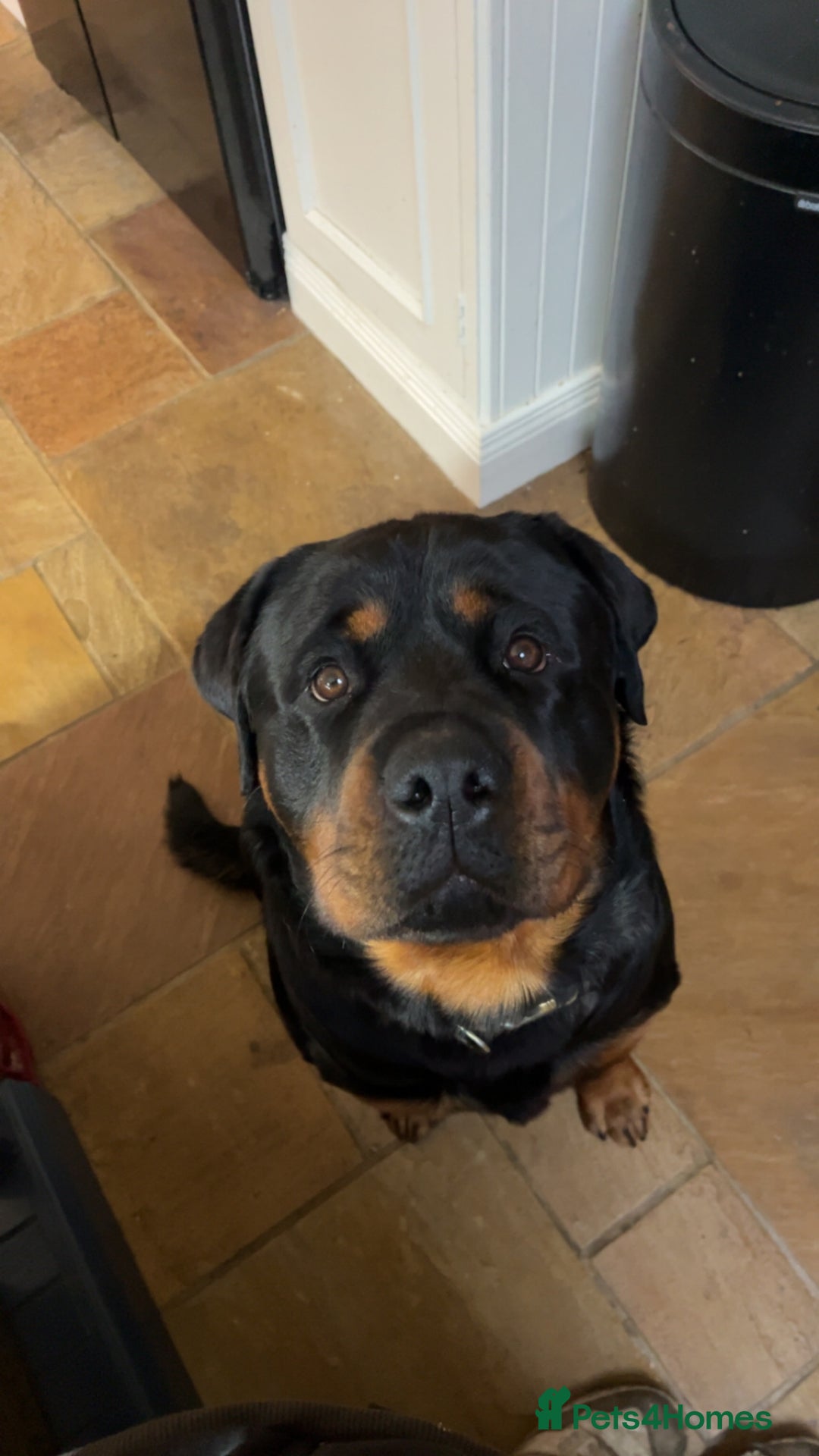 Rottweiler dogs for stud: Rottweiler for stud - Advert 3