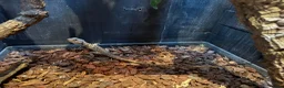 Lizard reptiles for sale: 2-year-old female Angle-headed Forest Dragon in Reading - Advert 4