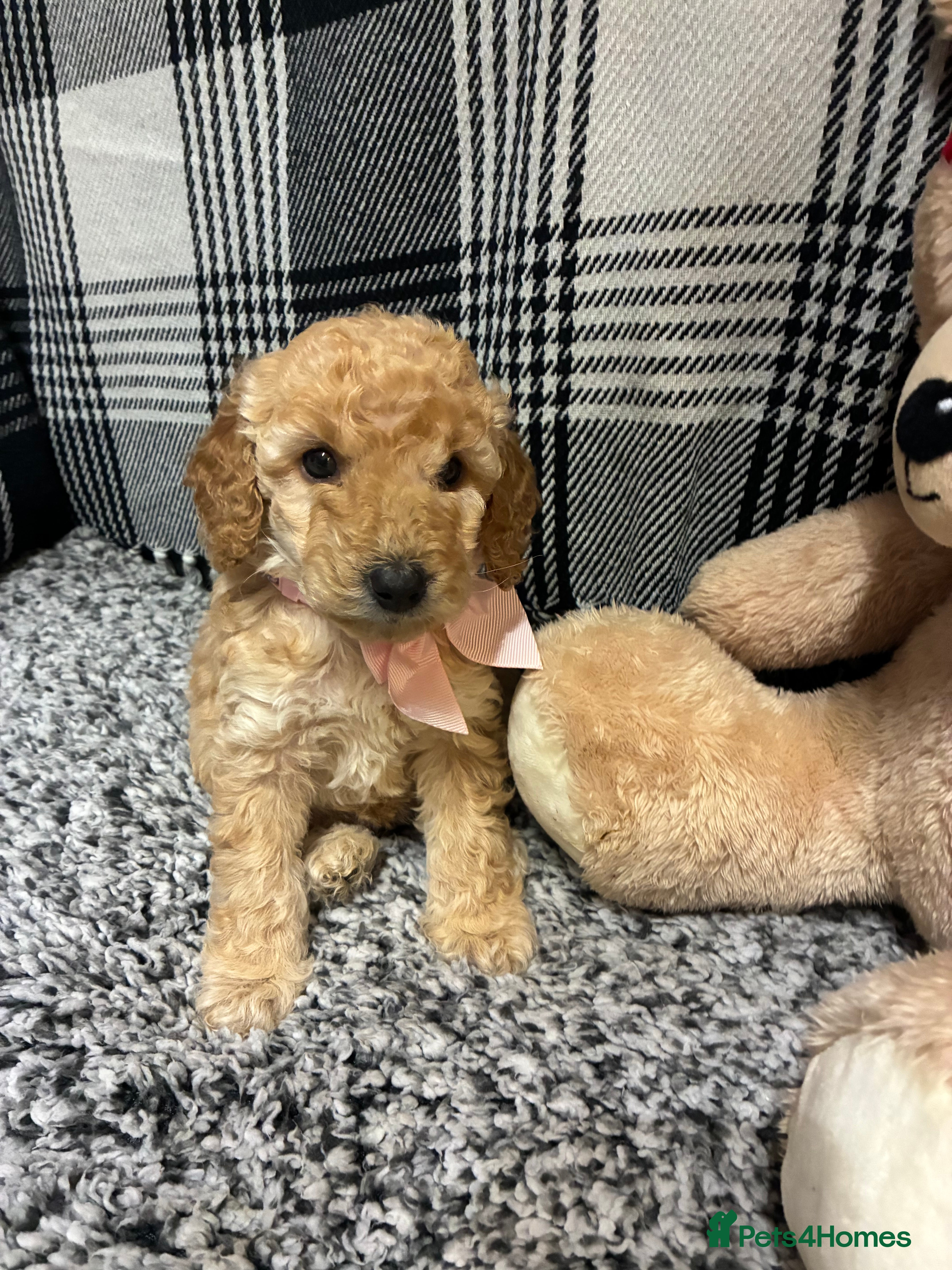 Miniature Poodle dogs miniature poodles  - Advert 17