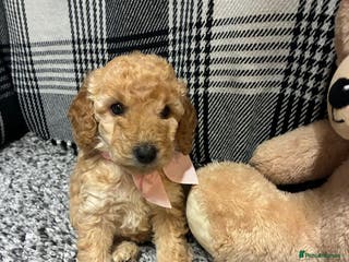 Miniature Poodle dogs miniature poodles - Advert 17