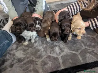 Cocker Spaniel dogs Beautiful cocker spaniel puppy's - Advert 7