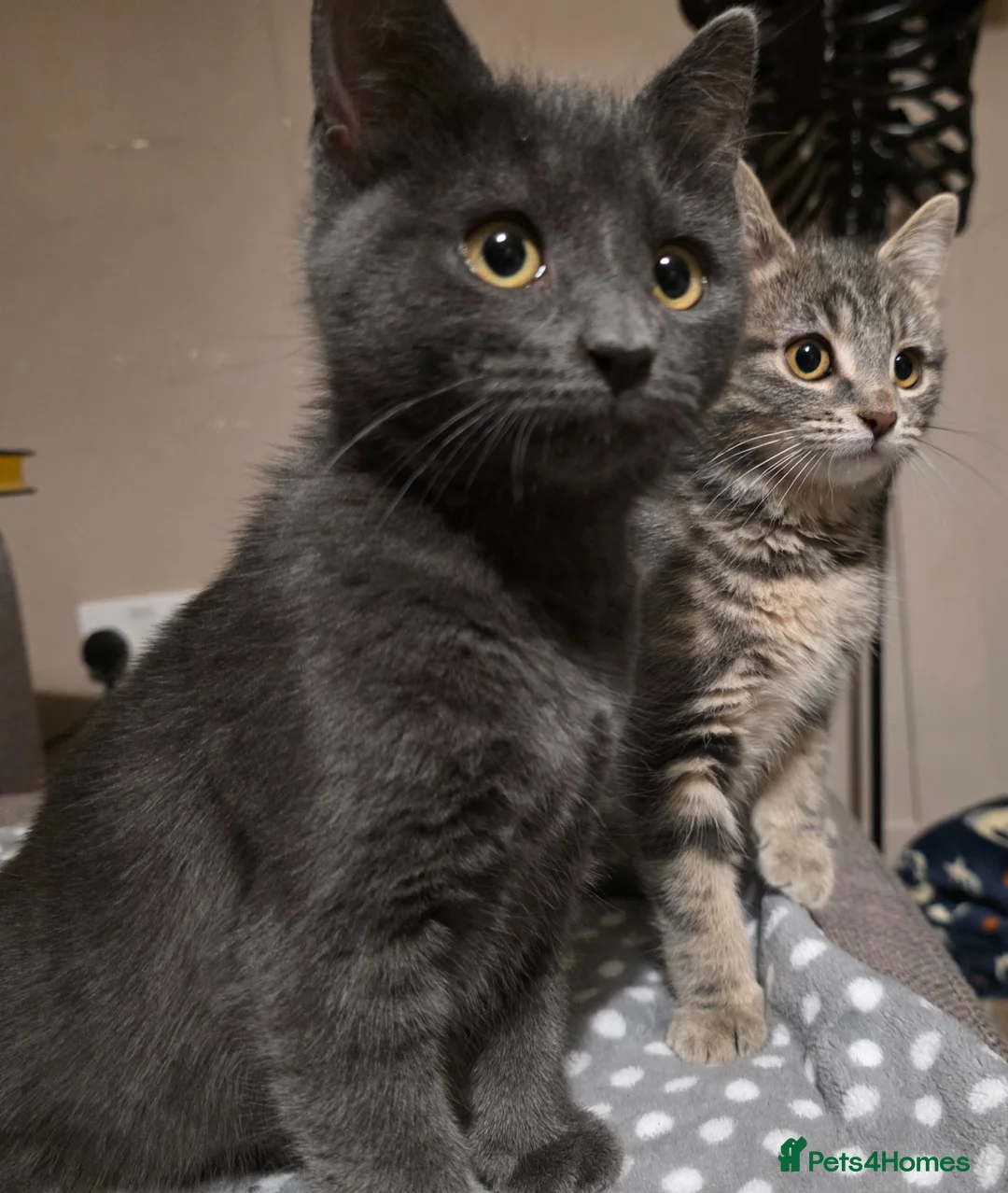 Mixed Breed cats for sale: REHOME PENDING. - Advert 1