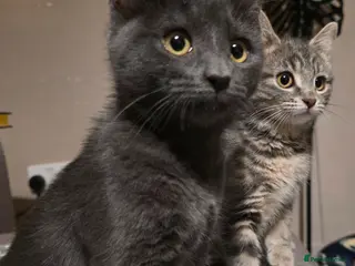 Mixed Breed cats Two sisters needing forever home - Advert 3