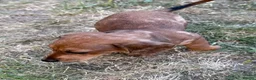 Dachshund dogs for sale: Dachshund Puppies for Sale - Advert 3