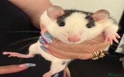 Rat rodents for sale: Beautiful Dumbo baby rats  - Image 17