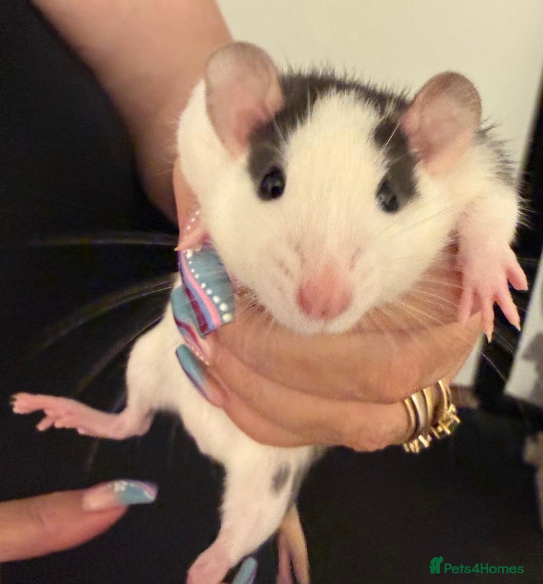 Rat rodents for sale: Beautiful Dumbo baby rats  - Image 17