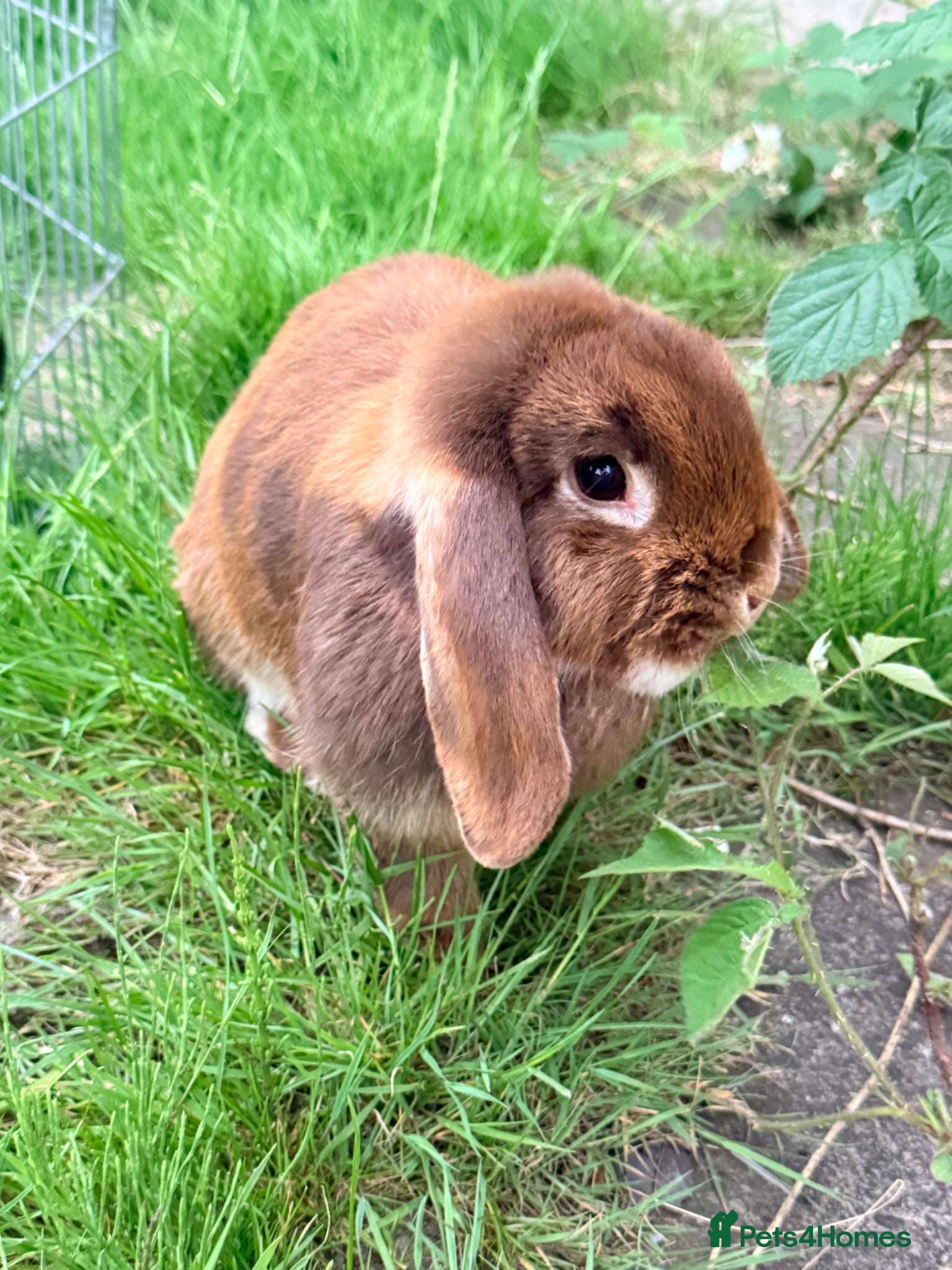 Mini Lop rabbits for sale: Mini Lop babies Ready to go  - Advert 10