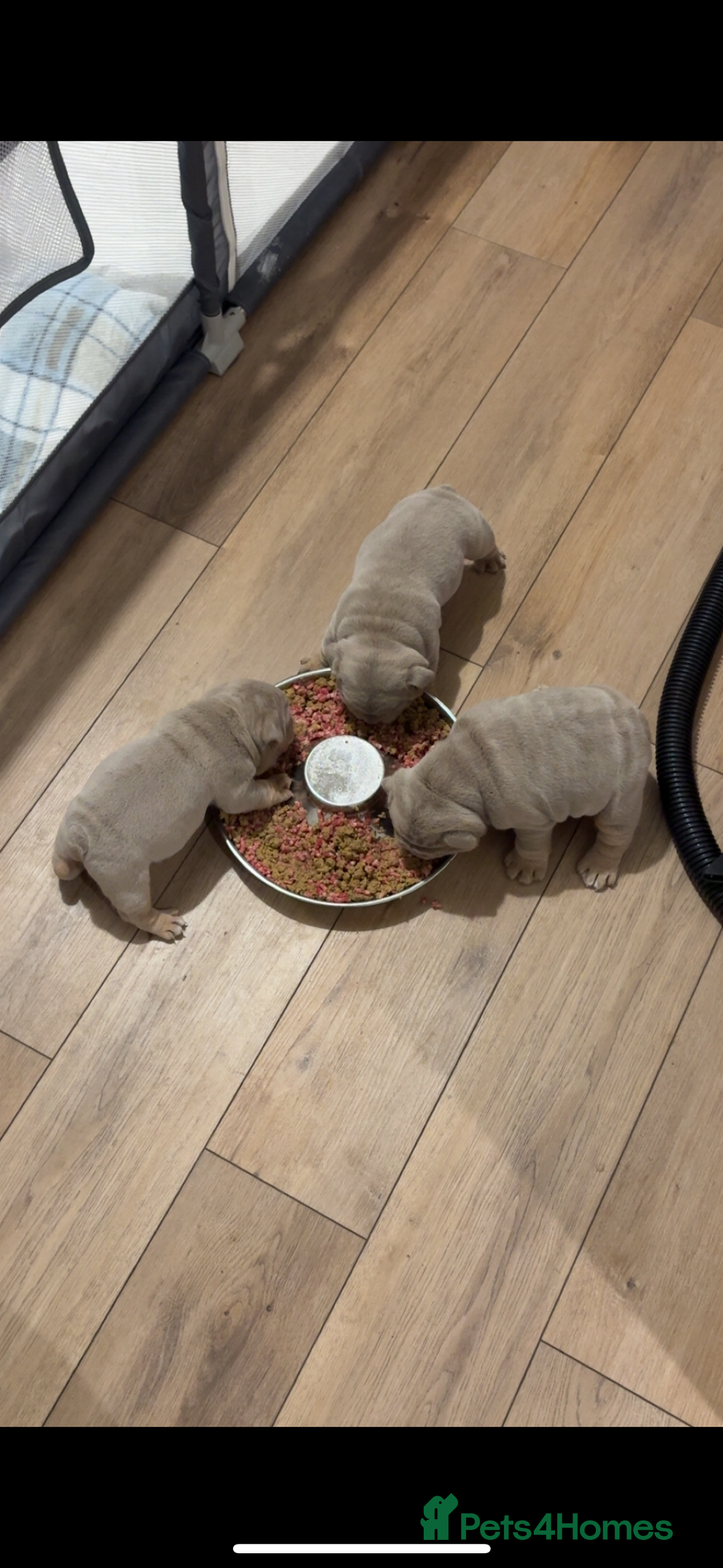 English Bulldog dogs for sale: Fully Suited Lilac & Tan boys  - Image 6