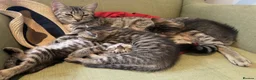 Domestic Shorthair cats for sale: Friendly tabby kittens for sale  in Tiverton - Advert 6
