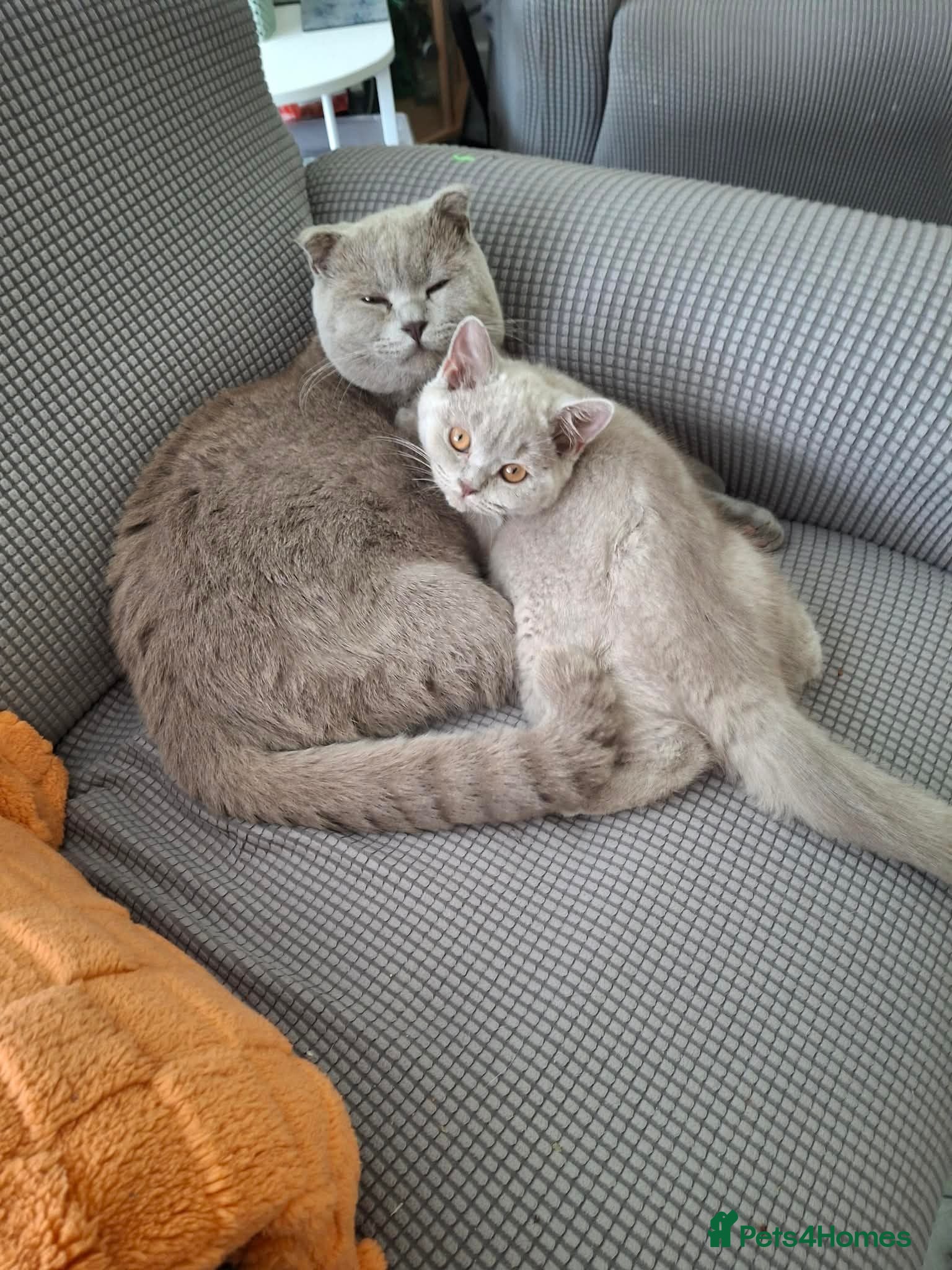 Mixed Breed cats Lilac British shorthair/Scottish fold  - Advert 1
