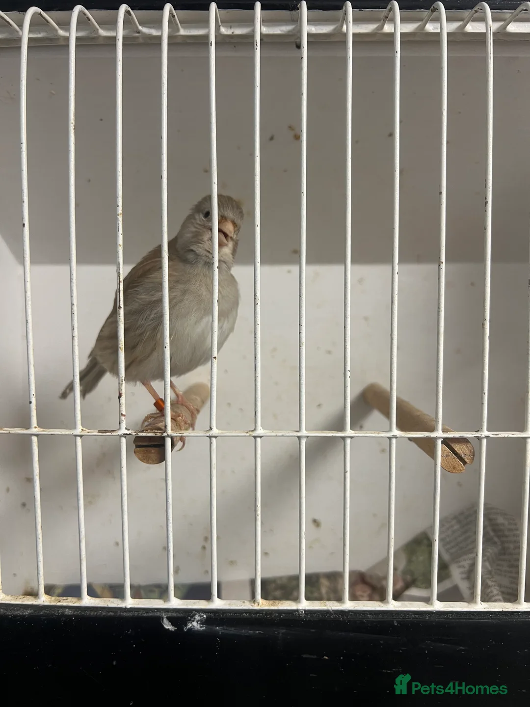 Mixed Breed birds for sale: Canaries, budgies - Advert 5