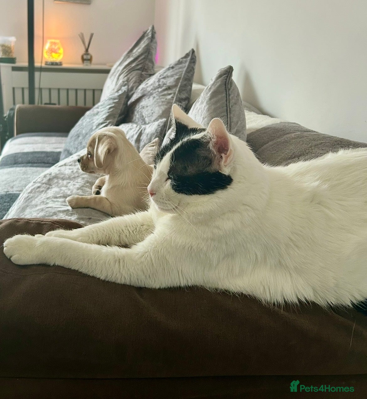 Mixed Breed cats Gorgeous Chunky Cuddly Cat for Rehoming - Advert 2