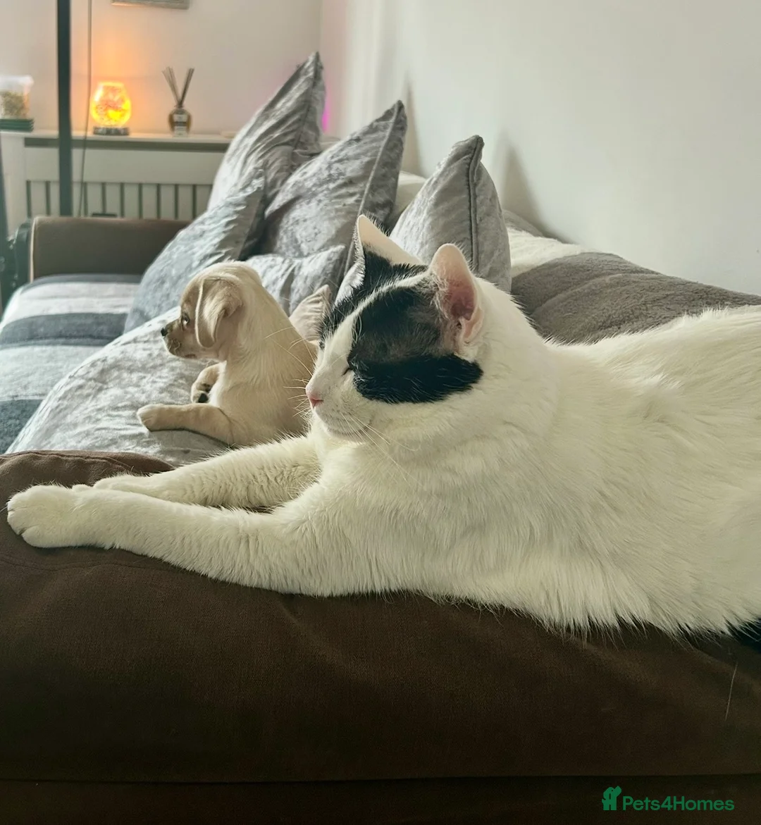 Mixed Breed cats for sale: Gorgeous Chunky Cuddly Cat for Rehoming in Warrington - Advert 1