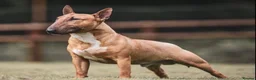 Miniature Bull terrier dogs for sale: Miniature English bull terriers - Advert 11