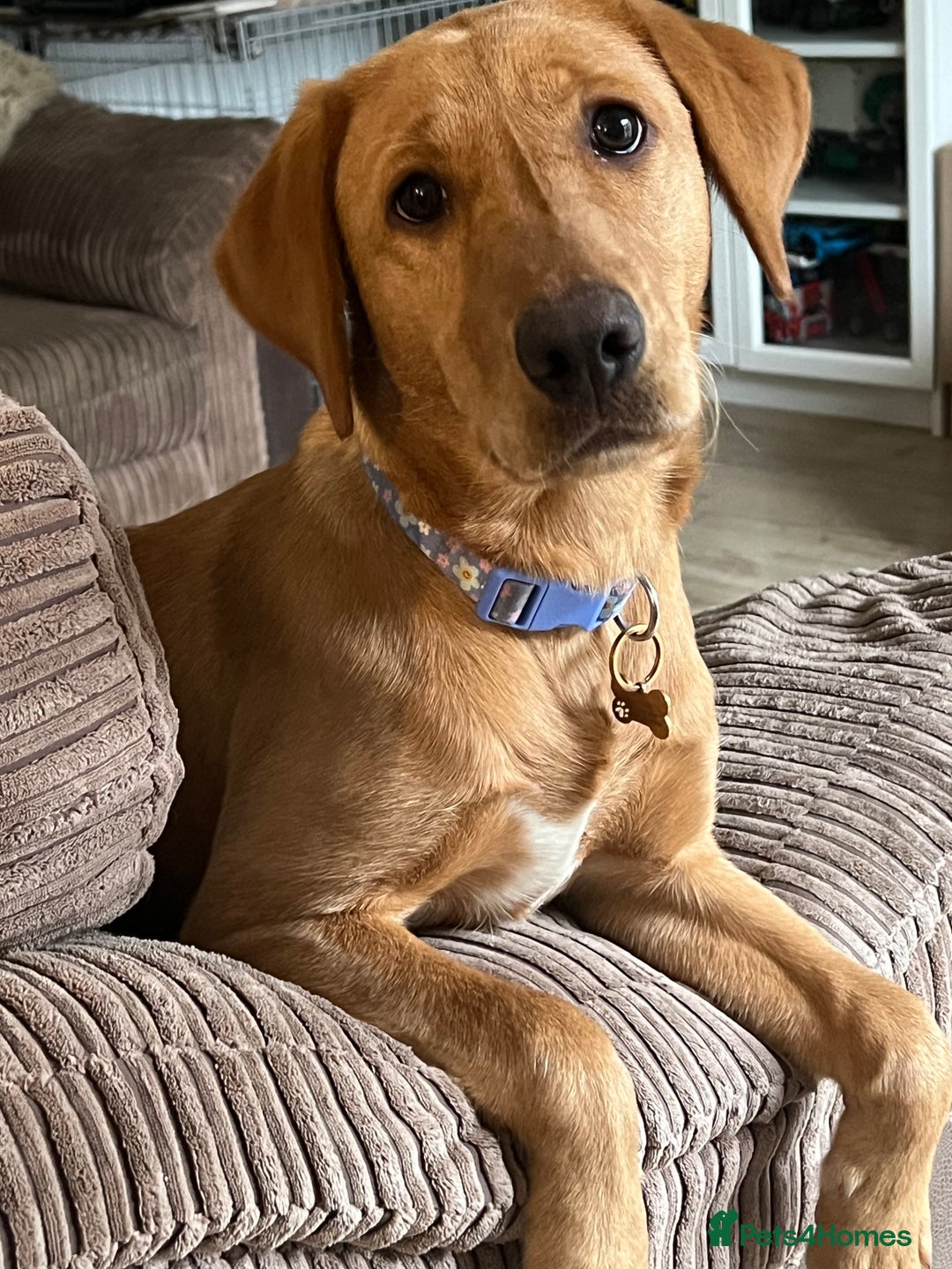 Labrador Retriever dogs for sale: 2 Beautiful Fox red pups for a loving family. - Advert 6