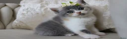 British Shorthair cats for sale: 😻 Unique BSH kittens with pedigree! ✨ - Advert 5